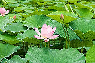 《圣兽之王》公开最新资讯：介绍“雪花团”成员等众角色